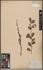 Foto von Salix aurita L.